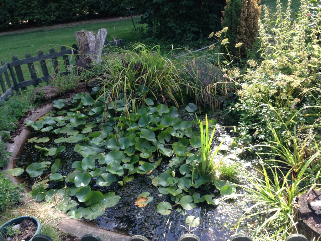 Overgrown water lilies, Pond clean luton Maltby Aquatics Pond