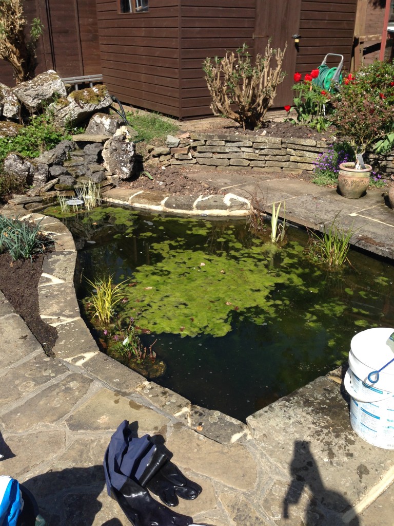 Blanket weed removal, Harpenden Hertfordshire Maltby Aquatics Pond