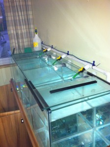 Custom built aquarium system