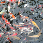 Koi image 1