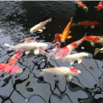 Koi image 2