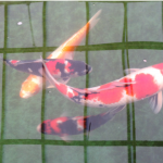 Koi image 3