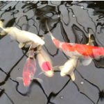 Koi image 4