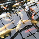 Koi image 5