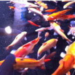koi carp